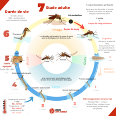 cycle-de-vie-moustiques-protection-nuisibles-768x768.png