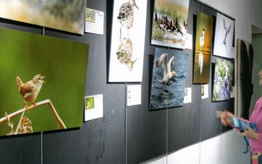 Exposition itinérante de photographies animalières fleuryssoise